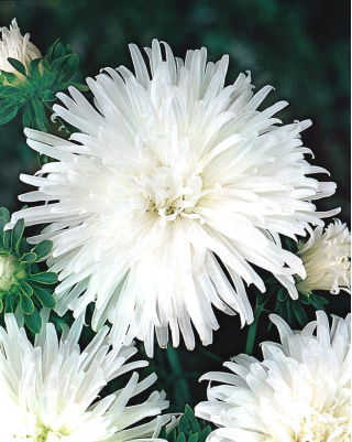 Aster chryzantemowy Opal - biały