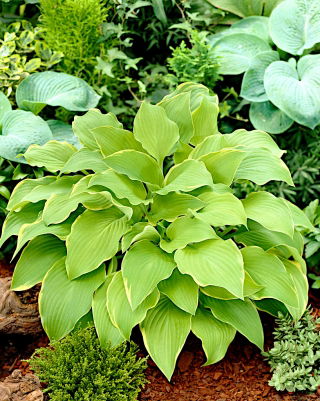 Funkia - Hosta Lakeside Cha Cha