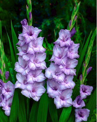 Mieczyk Blue Tropic - 5 szt.