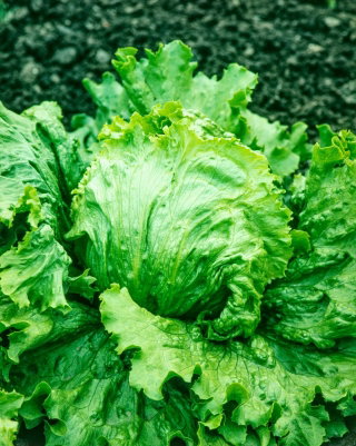 Sałata Glassica F1 - krucha, lodowa, gruntowa - nasiona profesjonalne dla każdego