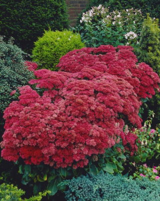 Rozchodnik Munstead Dark Red - Sedum - sadzonka - duża paczka! - 10 szt.