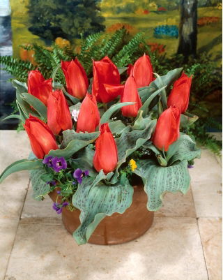 Tulipan Annie Salomons - 5 szt.