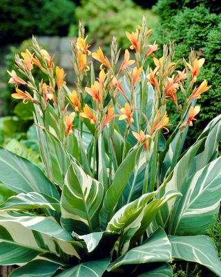 Kanna - Stuttgart - GIGA paczka! - 50 szt.