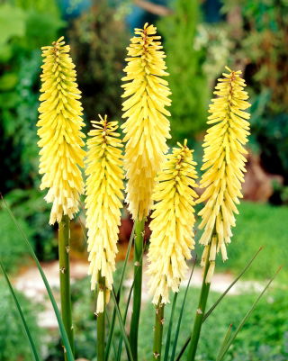 Kniphofia Percy's Pride - GIGA paczka! - 50 szt.