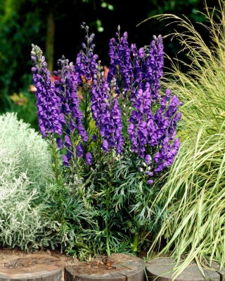 Tojad niebieski - Aconitum - sadzonka - GIGA paczka! - 50 szt.