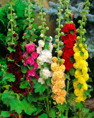 Malwa różowa - mix kolorów - 1 szt.