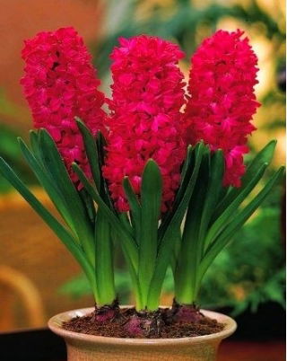 Hiacynt doniczkowy Jan Bos - op. 3 szt.