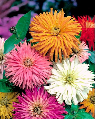 Cynia chryzantemowa Glamour Girls - mieszanka