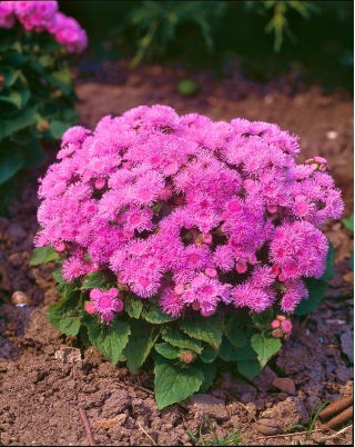 Żeniszek Pink Ball - różowy