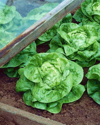 Sałata Apollo - zimująca