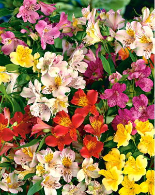 Alstremeria - Alstroemeria - 1 szt.