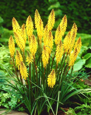 Kniphofia żółta - Minister Verschuur - 1 szt.