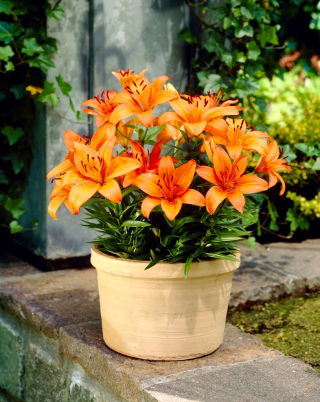 Lilia miniaturka - Orange Pixie - 1 szt.