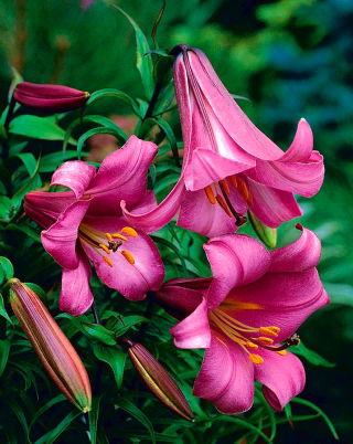 Lilia trąbkowa - Pink Perfection - duża paczka! - 10 szt.