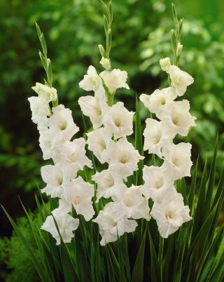 Mieczyk White Prosperity - 5 szt.