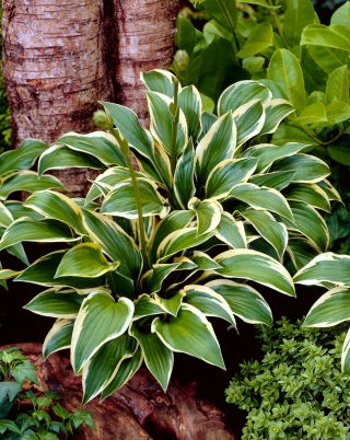 Funkia - Hosta Queen Josephine