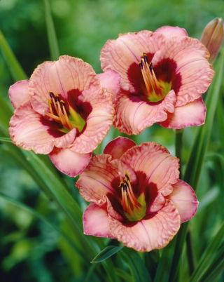 Liliowiec Orchid Candy
