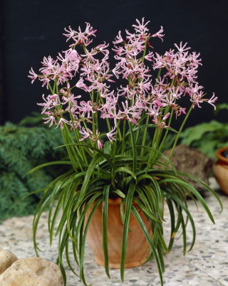 Nerine Undulata - duża paczka! - 10 szt.