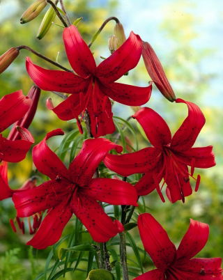 Lilia tygrysia - Red Velvet - GIGA paczka! - 50 szt.