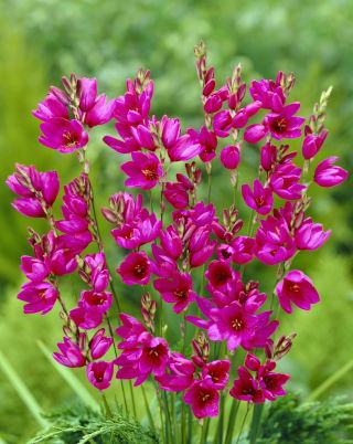 Ixia - Iksja Mabel - GIGA paczka! - 1250 szt.