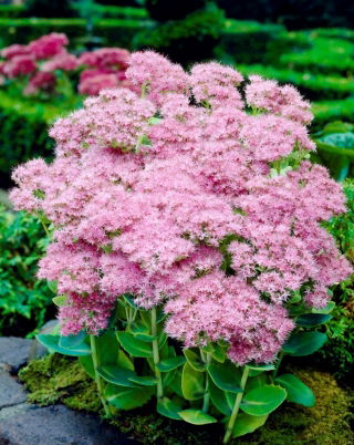 Rozchodnik Brillant - Sedum - sadzonka - GIGA paczka! - 50 szt.