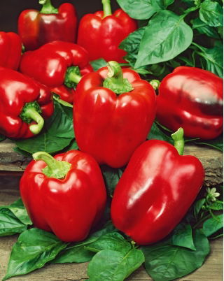 BIO Papryka California Wonder