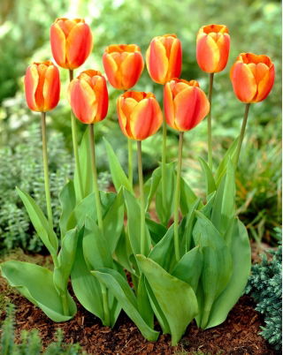 Tulipan Oxfords Elite - 5 szt.