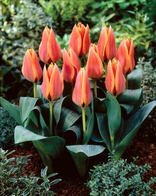 Tulipan Calypso - 5 szt.