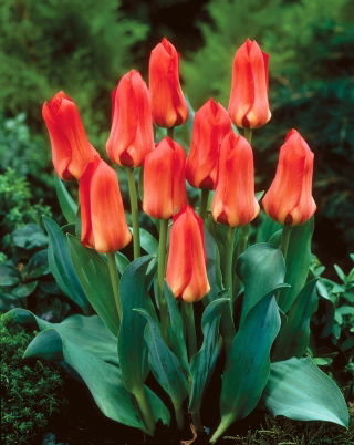 Tulipan Oriental Beauty - 5 szt.