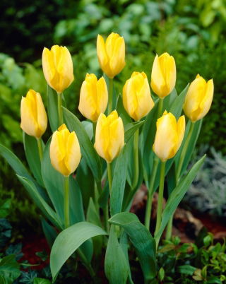 Tulipan Yellow Purissima - 5 szt.