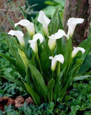 Calla Captain Fresco - GIGA paczka! - 50 szt.