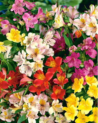 Alstremeria - Alstroemeria - duża paczka! - 10 szt.