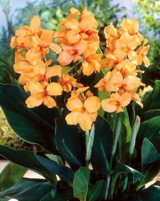 Kanna - Apricot Dream - GIGA paczka! - 50 szt.