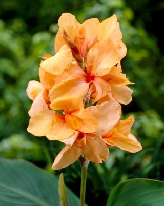 Kanna - Apricot Dream - GIGA paczka! - 50 szt.