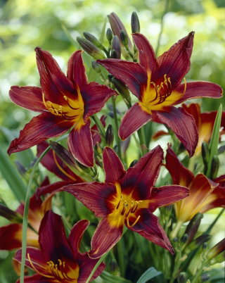 Liliowiec Black Prince - GIGA paczka! - 50 szt.