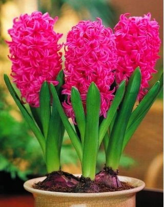 Hiacynt doniczkowy Pink Pearl - op. 3 szt.