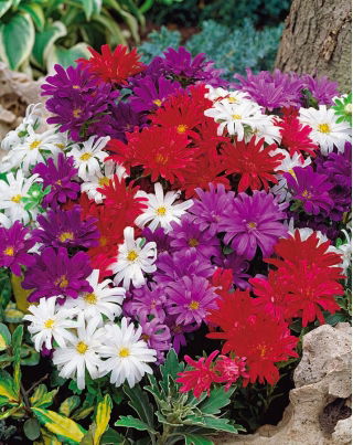 Aster karłowy Pepite - mieszanka