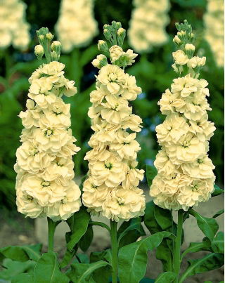 Lewkonia letnia Excelsior Yellow Goddess