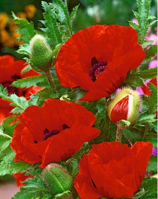 Mak wschodni - Papaver orientale - 1 szt.