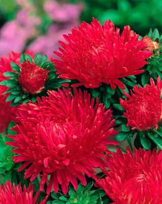 Aster peoniowy Opalfeauer