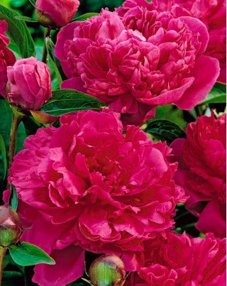 Piwonia, Paeonia - Felix Crouse - sadzonka