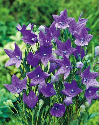 Platykodon, Rozwar wielkokwiatowy - Fuji Blue
