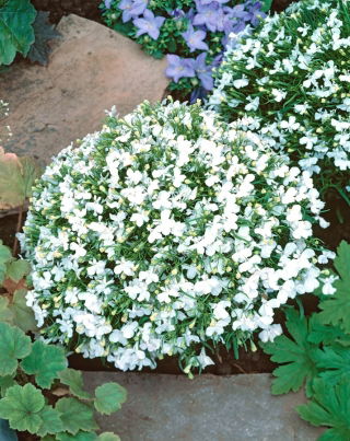 Lobelia White Lady - biała
