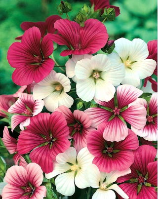 Malope - mieszanka
