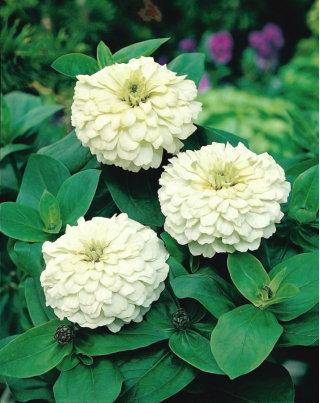 Cynia wytworna karłowa Liliputek - biała