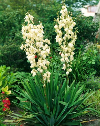 Juka karolińska - Yucca Filamentosa - 1 szt.