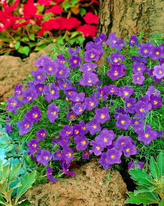 Nierembergia niebieska