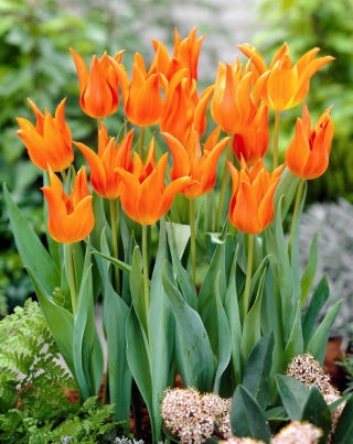 Tulipan Ballerina - duża paczka! - 50 szt.