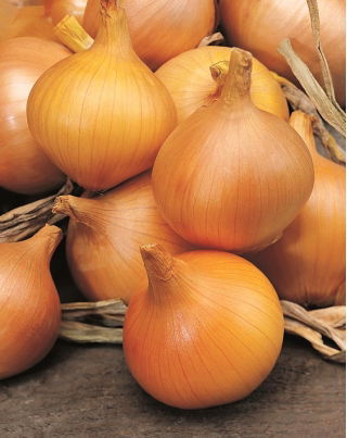 Cebula Supra - NA TAŚMIE