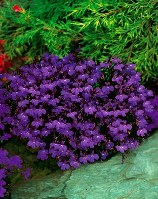 Lobelia przylądkowa fioletowa - Stroiczka